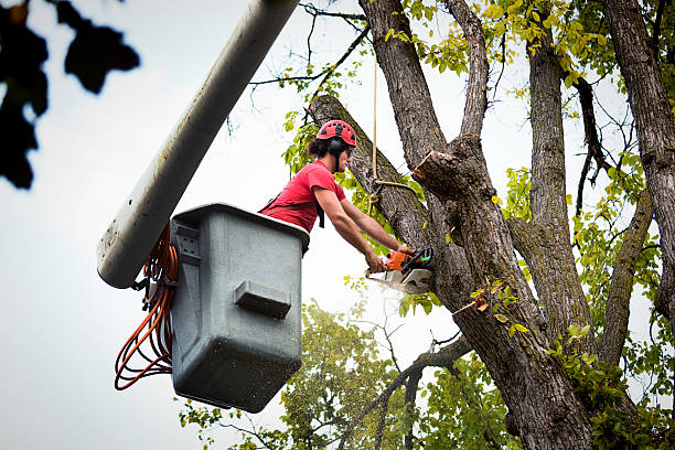 Best Tree Trimming and Pruning  in King Arthur Park, MT